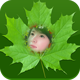 Edit Photo With Natural Frames - Mobile / Android