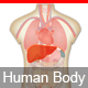 Interactive Human Body Organs Diagram - HTML5 / Media