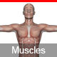 Interactive Human Muscles Illustration - HTML5 / Media