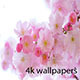 4K Wallpaper App with Live Wallpaper and No Backend, Admob Ads - Mobile / Android