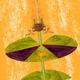Pond Frog Jump - Complete Game Template / Project - Unity Game - Mobile / Android