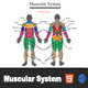 Interactive Muscular System - HTML5