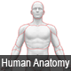 Interactive Human Anatomy - WordPress Plugin - WordPress / Utilities