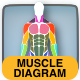 Interactive Human Body Muscle Diagram - Male and Female diagrams - HTML5 / Media