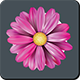 Sort Flowers - Html5 (Construct3) - HTML5 / Games