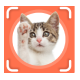 AI Cat Scanner Flutter App | AI Cat Identifier | AI Cat Breed Detection App | Gemini-Powered AI - Mobile / Flutter