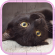 Cute Cats Puzzle - HTML5 Game Template - HTML5 / Games