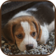 Cute Dogs Puzzle - HTML5 Game Template - HTML5 / Games