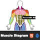 Interactive Male Body Muscle Diagram - HTML5