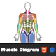 Interactive Female Body Muscle Diagram - HTML5